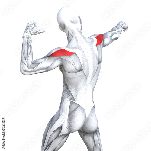 Concept conceptual 3D illustration back fit strong human anatomy or anatomical and gym muscle isolated, white background for body health with biological tendons, spine, fitness medical muscular system