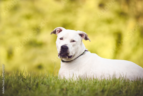 White Pit Bull, American Staffordshire Terrier Outdoors