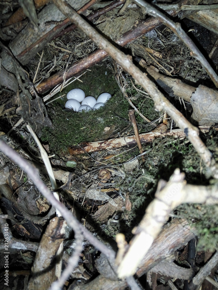 Phylloscopus trochiloides. The nest of the Greenish Warbler in nature. Phylloscopus trochiloides. The nest of the Greenish Warbler in nature.