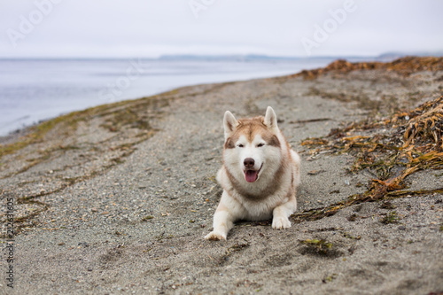 Image of cute lying Beige and white Siberian Husky dog on the pebble beach on the sea background