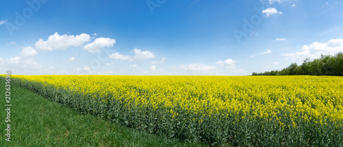 Panorama - Diagonales, gelb blühendes Rapsfeld 