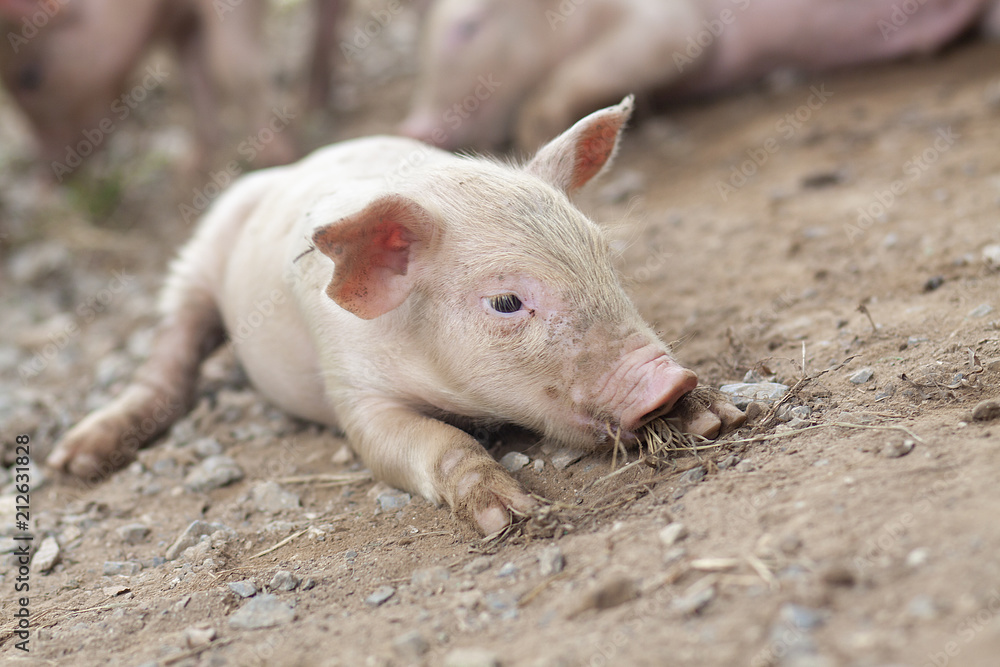 New born pig or cute on a farm. New born pig or cute on a farm.