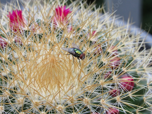 A common green bottle fly (Lucilia sericata) sitting on a pink flowering cactus  photo