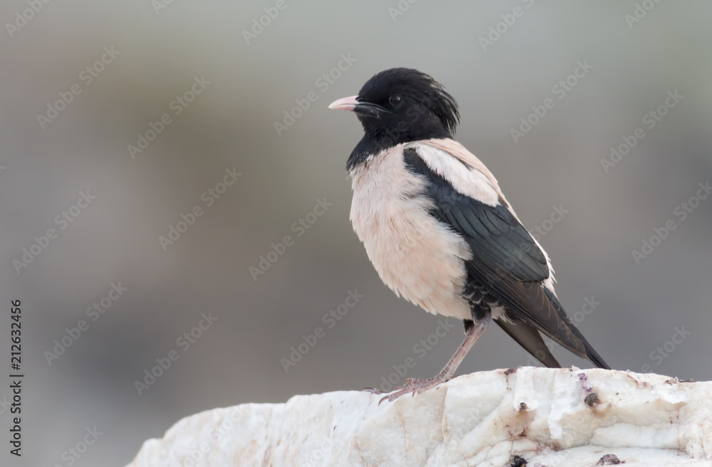 Rosy Starling Rosy Starling