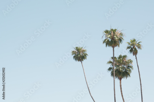 Palm trees in a beach in California photo