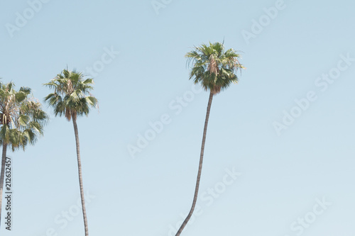 Palm trees in a beach in California © Andreka Photography