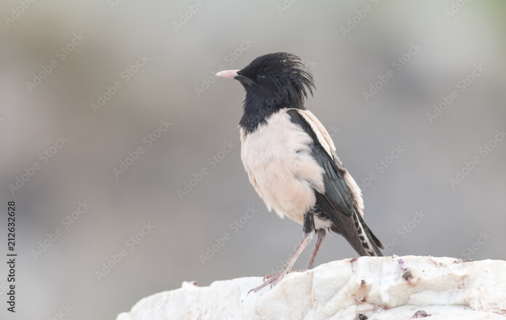 Rosy Starling Rosy Starling