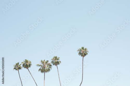 Palm trees in a beach in California photo