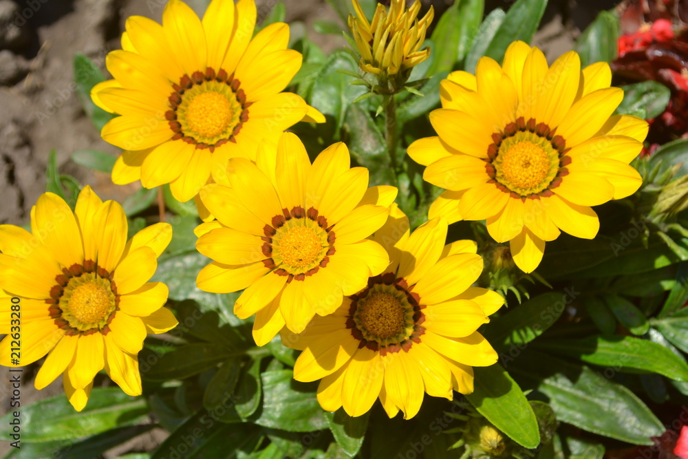 sunflower, flower, yellow, field, nature, summer, sunflowers, agriculture, macro, sunflower, daisy, design, textured, illustration, backdrop, abstraction, graphics, bloomplant, green, sun, flowers, bl sunflower, flower, yellow, field, nature, summer, sunflowers, agriculture, macro, sunflower, daisy, design, textured, illustration, backdrop, abstraction, graphics, bloomplant, green, sun, flowers, bl