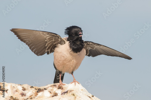 Quadro su tela Rosy starling (Pastor roseus)