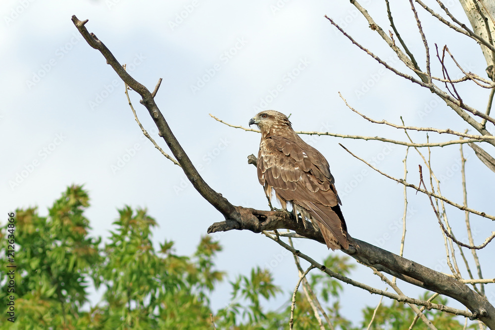 Milvus migrans. Black kite close-up Milvus migrans. Black kite close-up