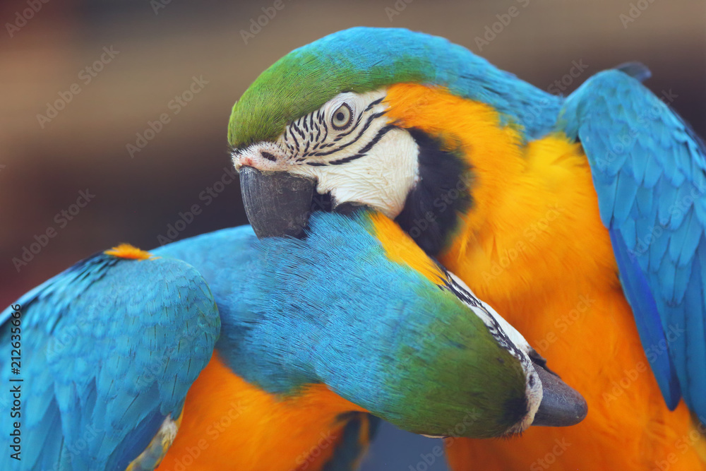 The blue-and-yellow macaw (Ara ararauna), also known as the blue-and-gold macaw, portrait of the pair.