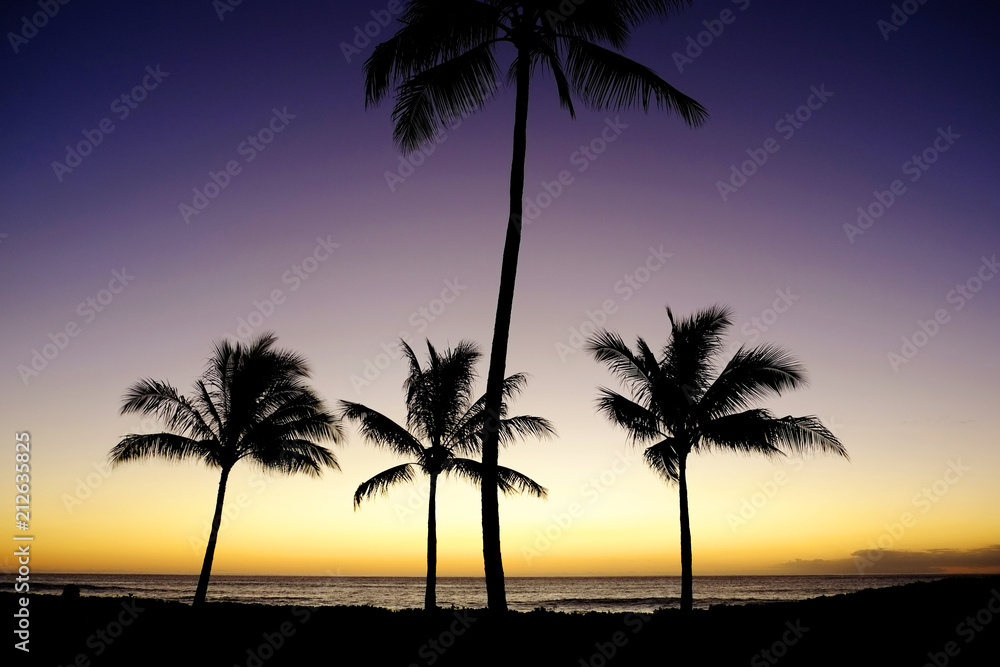 Tropical Palm Trees Silhouette Sunset or Sunrise