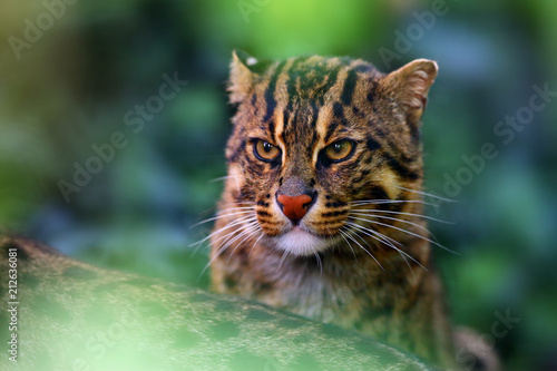 Photography The fishing cat (Prionailurus viverrinus), portrait with green background
