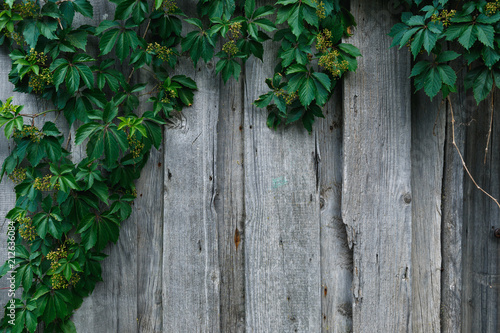 old wooden wall with greenery © svetlichniy_igor