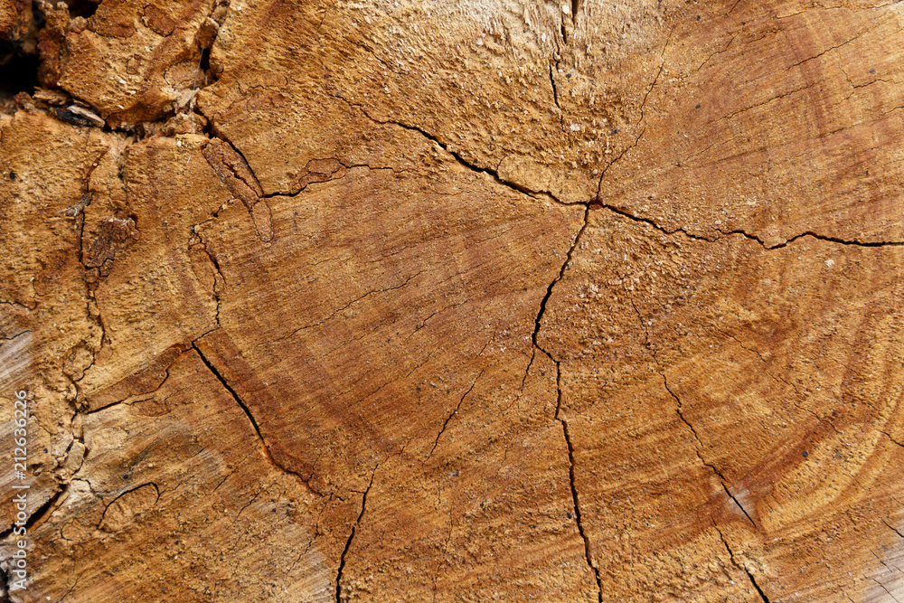 wood rings texture background. cracked wooden cut wood rings texture background. cracked wooden cut