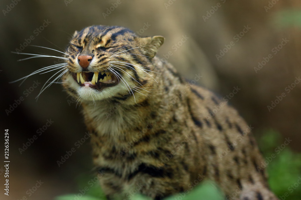 The fishing cat (Prionailurus viverrinus), portrait with green background. The fishing cat (Prionailurus viverrinus), portrait with green background.