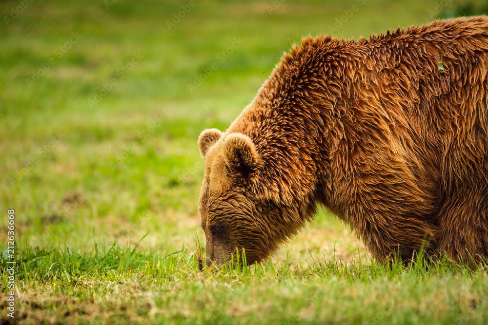 European brown bear European brown bear