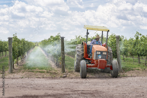 Spraying pesticides in a vineyard Farmer using a tractor to fumigate its grape plantation photo