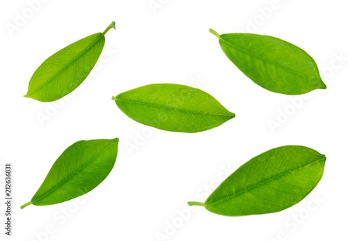 Set of Green Leaves Laying on White Background