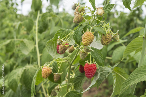 Ripening raspberries Red berry fruit growing ready to harvest