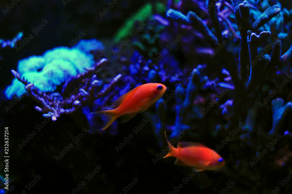 Ignitus Anthias
(Pseudanthias ignitus) Ignitus Anthias
(Pseudanthias ignitus)