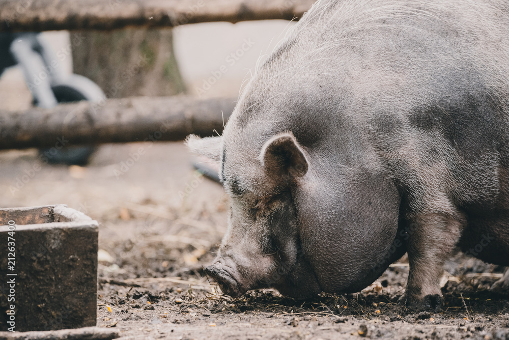 Fototapeta premium Vietnamese pig