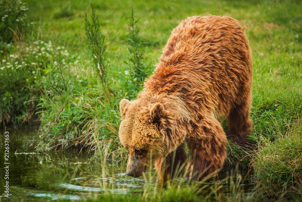 European brown bear European brown bear