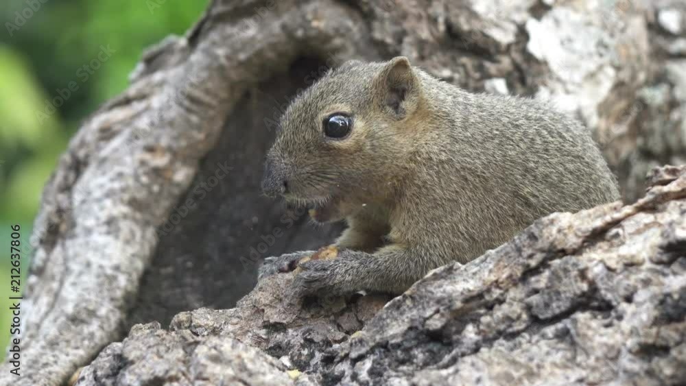 The common treeshrew eats nuts sitting on a tree The common treeshrew eats nuts sitting on a tree