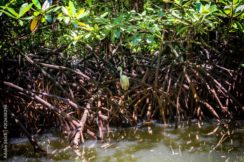 Roots of mangrove forests in the rainforest island of Palawan, Philippines. Roots of mangrove forests in the rainforest island of Palawan, Philippines.