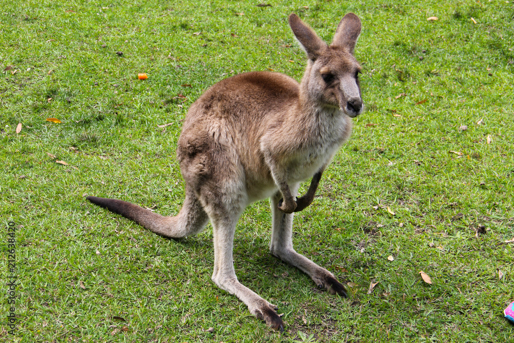 Kangoroo Sydney Australia Wildlife Kangoroo Sydney Australia Wildlife