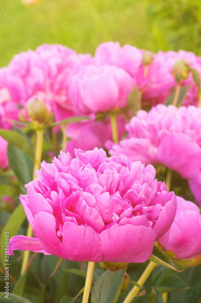 pink peony