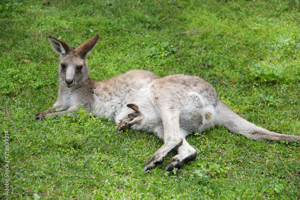 Kangoroo Wildlife Australia Kangoroo Wildlife Australia