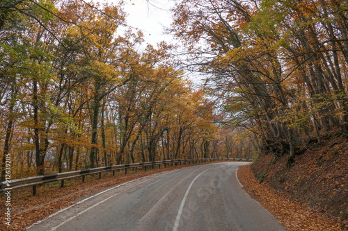 Winding road through woodland in autumn / Winding road through colorful autumn forest on clear sunny day in early autumn