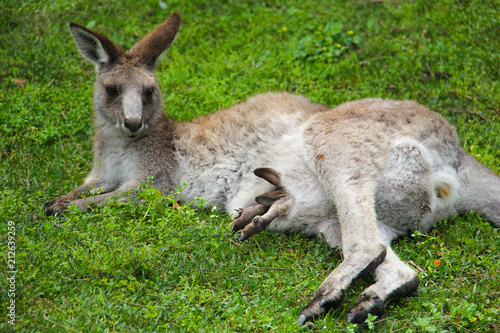 Kangoroo Wildlife Australia 
