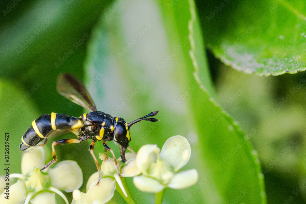 Naklejka premium .narrow cut of a wasp resting on the leaves of a hedge