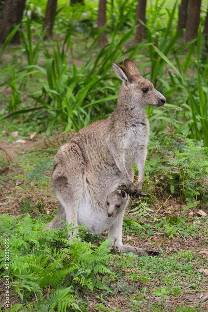 Kangoroo Wildlife Australia 