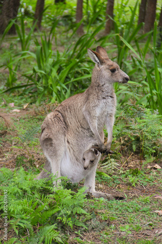 Fototapeta Naklejka Na Ścianę i Meble -  Kangoroo Wildlife Australia 