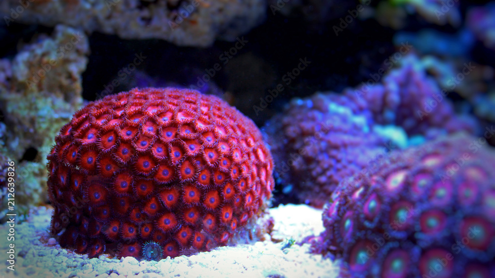 Fototapeta premium Zoanthus polyps colony in reef aquarium tank