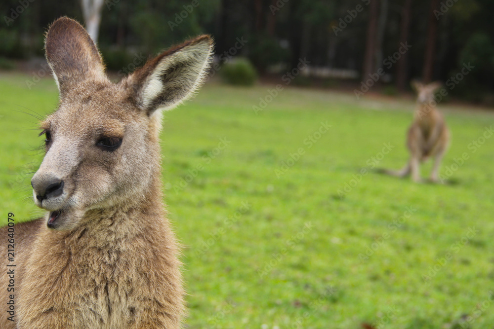 Fototapeta premium Kangoroo Wildlife Australia Wallaby 
