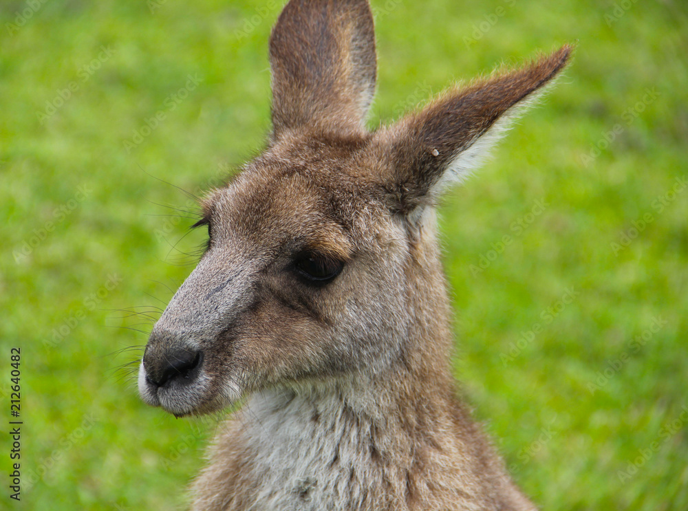 Kangoroo Wildlife Australia Wallaby Kangoroo Wildlife Australia Wallaby