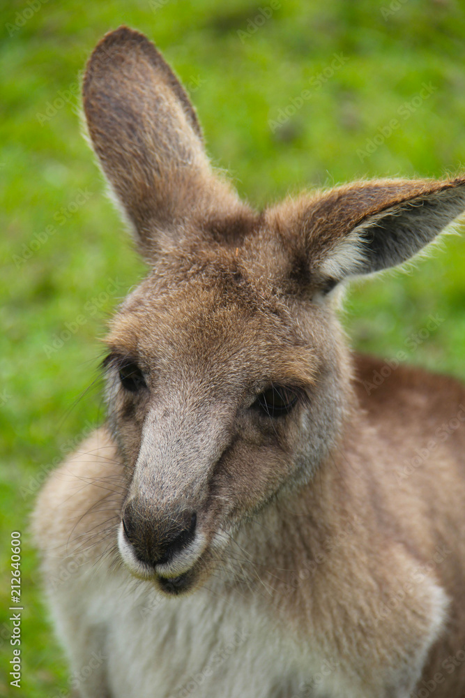 Kangoroo Wildlife Australia Wallaby 