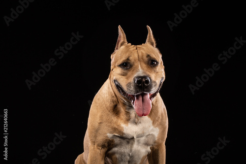 Red American pit bull terrier.