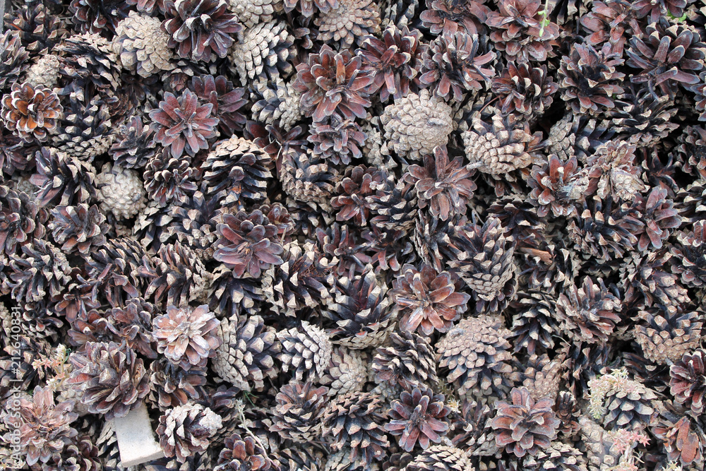 many pine cones closeup for background many pine cones closeup for background