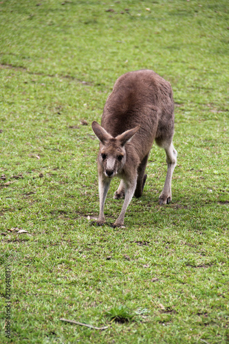 Kangoroo Wildlife Australia Wallaby  photo