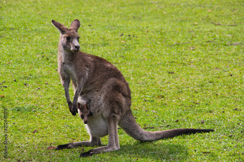 Kangoroo Wildlife Australia Wallaby 