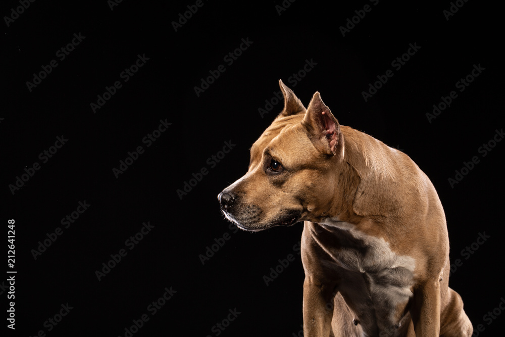 Fotografie Red American pit bull terrier.
