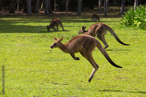 Kangoroo Wildlife Australia Wallaby  photo