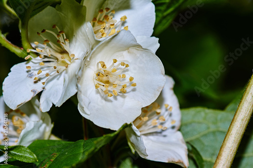 White jasmine flower on a background of leaves/A blossoming white jasmine flower on a blurred background. Nature, flowers, Russia, Moscow region, Shatura photo