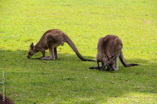 Kangoroo Wildlife Australia Wallaby  photo